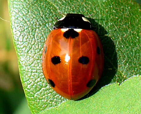 Marienkäfer - der natürliche Feind der Blattlaus