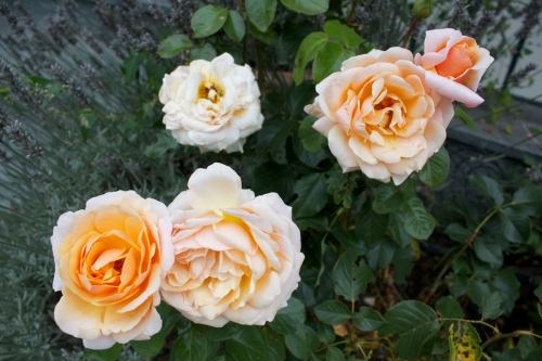 Rosen in rose